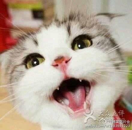 娱乐吃瓜君 折耳猫,折耳猫的神秘魅力与争议 第2张 娱乐吃瓜君 折耳猫,折耳猫的神秘魅力与争议 第2张