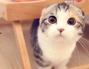 娱乐吃瓜君 折耳猫,折耳猫的神秘魅力与争议 第3张 娱乐吃瓜君 折耳猫,折耳猫的神秘魅力与争议 第3张