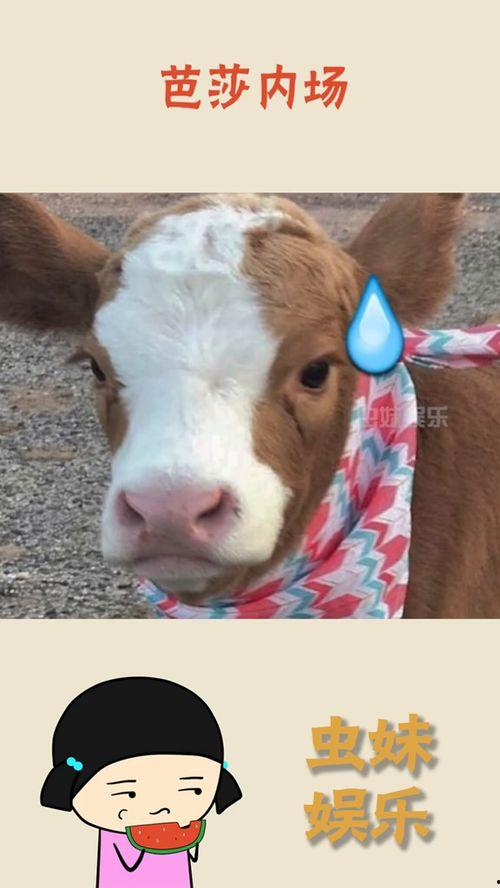 娱乐吃瓜酱社牛闺蜜,揭秘娱乐圈背后的秘密生活 第3张 娱乐吃瓜酱社牛闺蜜,揭秘娱乐圈背后的秘密生活 第3张