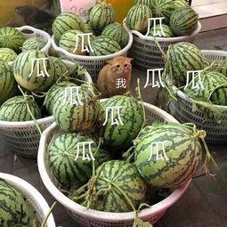 娱乐吃瓜壁纸高清,捕捉娱乐圈瞬间精彩 第2张 娱乐吃瓜壁纸高清,捕捉娱乐圈瞬间精彩 第2张