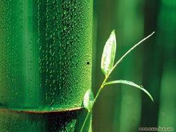 娱乐吃瓜酱竹子 第3张 娱乐吃瓜酱竹子 第3张