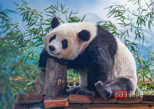 娱乐吃瓜大熊猫,揭秘大熊猫的娱乐生活
