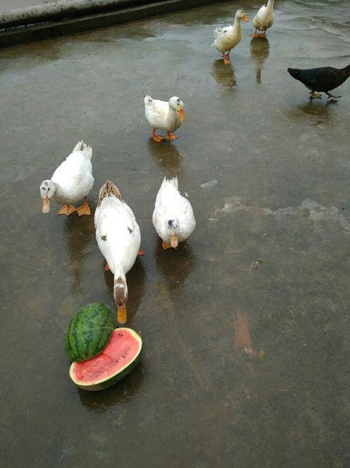 吃瓜娱乐鸭,揭秘娱乐圈幕后故事