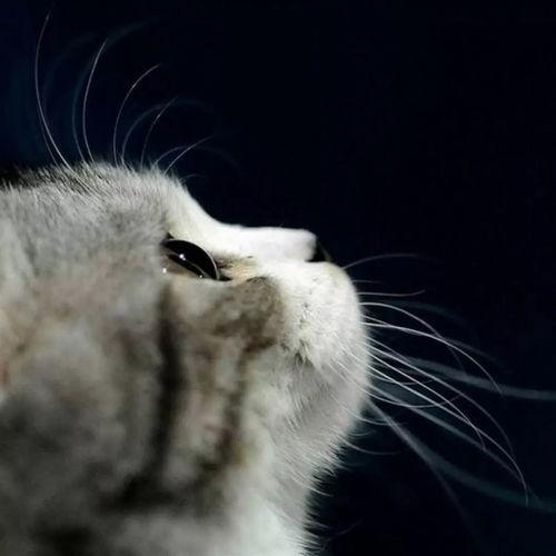 娱乐吃瓜酱丹麦猫咪,娱乐吃瓜酱的萌宠日常